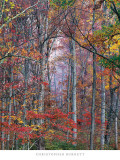 Glowing Autumn Forest  Virginia