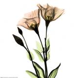 Crystal Flowers X-ray  Gentian