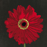Midnight Gerbera III