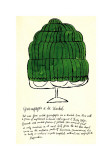 Wild Raspberries  c1959 (green)