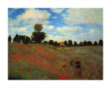 Wild Poppies