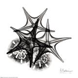 X-ray Starfish and Sanddollar