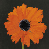 Midnight Gerbera I