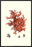 Red Coral III