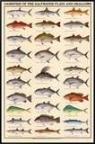 Game Fish of the Saltwater Flats and Shallows
