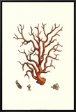 Red Coral I