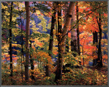 Maples and Birches