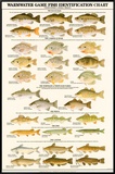 Warmwater Gamefish of North America