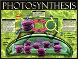 Photosynthesis