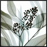 Eucalyptus