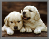 Golden Retrievers Puppies