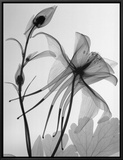 Columbine II