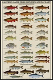 Eastern Gamefish Identification Chart