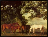 Green Pastures