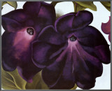 Black and Purple Petunias