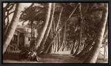 Coconut Lane  Waikiki  Hawaii  1916