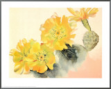 Yellow Cactus
