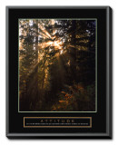 Attitude: Forest Light