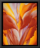 Red Canna