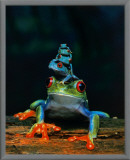 Frogs