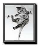 Kitten on a Clothes Line