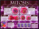 Mitosis & Cytokinesis