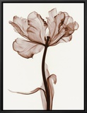Parrot Tulips I