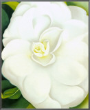 White Camelia