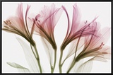 Alstromeria