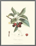 Cherries