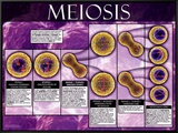 Meiosis
