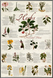 Herbs