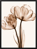 Parrot Tulips II