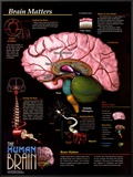 Brain Matters
