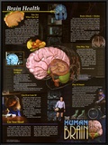 Brain Health