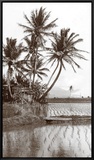 Coco Palms  Oahu  1926