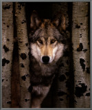 Wisdom: Gray Wolf