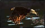 Leaders: Bald Eagle