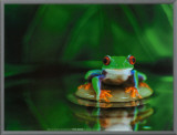 Zen Frog