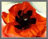 Poppy