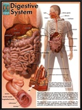 Digestive System