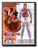 Circulatory System