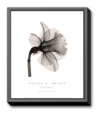 Daffodil II