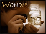 Wonder
