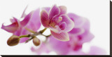 Orchid in Bloom