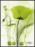 Coquelicot Vert II