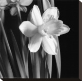 Daffodil
