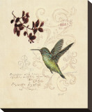 Filigree Hummingbird
