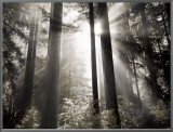 Morning Light