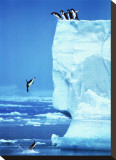 Penguins Diving Off an Iceberg